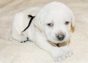 4 week old future service dog 4weeks