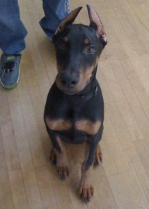 buster
