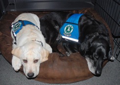 Service dogs resting between trained tasks inbed