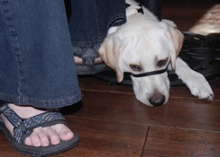 Service Dog lifestyle coaching methods undertable-filtered
