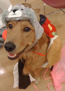 In our West Seattle Dog Training Classes Buddy learns handling through a fun costume dress up game