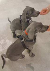 West Seattle Puppy Training Class Students Dog Train Puppy Socialization with puppies
