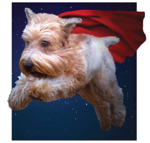 PAWS of Bainbridge Island and North Kitsap Hero Dog Award Contest