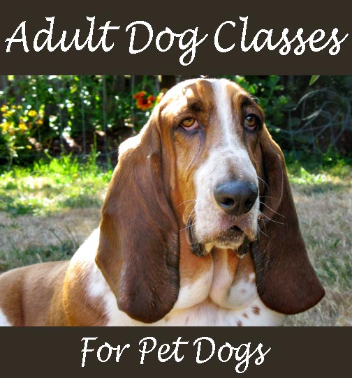 Our adult dog training class are small in size and big in heart. We want you to succeed in training your dog! adult dog training classes in seattle beacon hill sodo ahimsa downtown caesar milan pack leader clicker train alpha roll bad behaved dominance