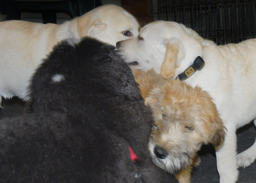 puppy play socialization west seattle alki white center kindergarten