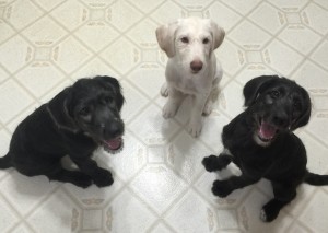 PuppiesInKitchen